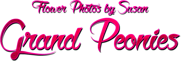 Flower Photos by Susan